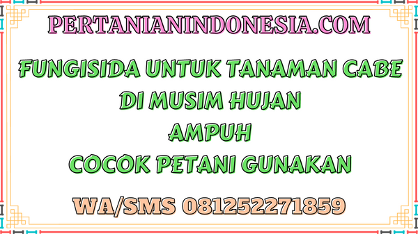 Fungisida Untuk Tanaman Cabe Di Musim Hujan Ampuh Cocok Petani Gunakan